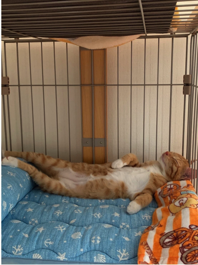 あおむけ寝が上手な猫さんに成長
