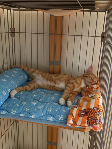 すやすや眠る姿が尊い