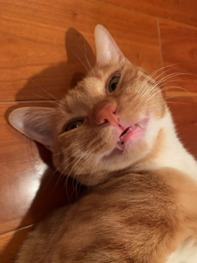 幸せそうな表情のむーちゃん