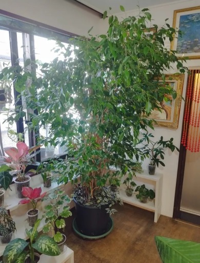 観葉植物を擬人化