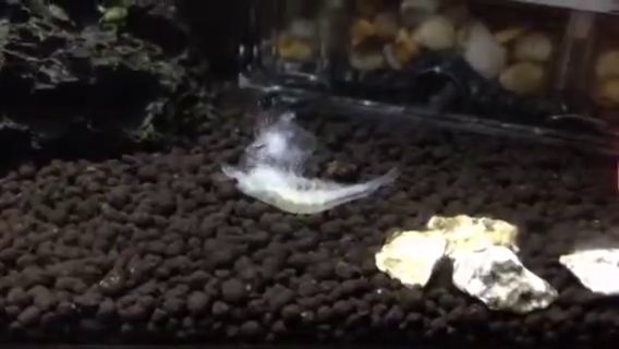 脱皮に失敗して介護を受けていたヤマトヌマエビ