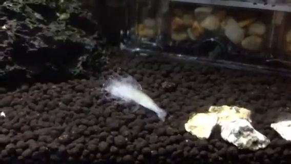 身をよじって転がるヤマトヌマエビ