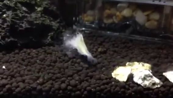 体を起こすヤマトヌマエビ