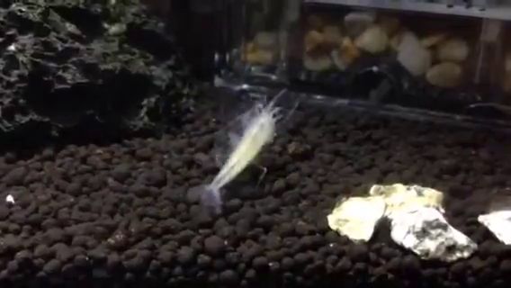 足が再生して再び立てるようになったヤマトヌマエビ