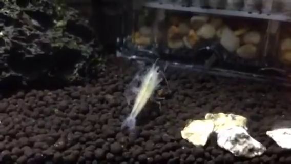 10年以上の年月が過ぎた今も健在のヤマトヌマエビ