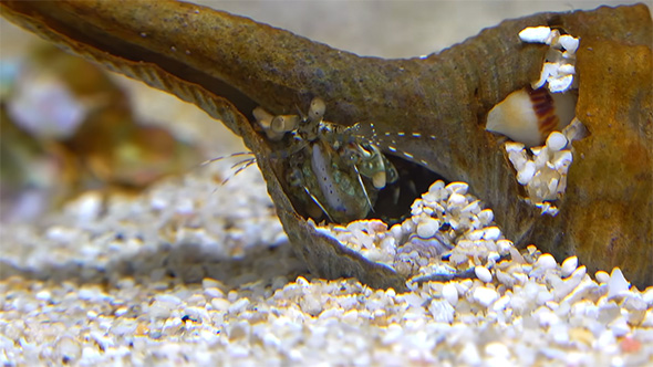 イカを食べるシャコ