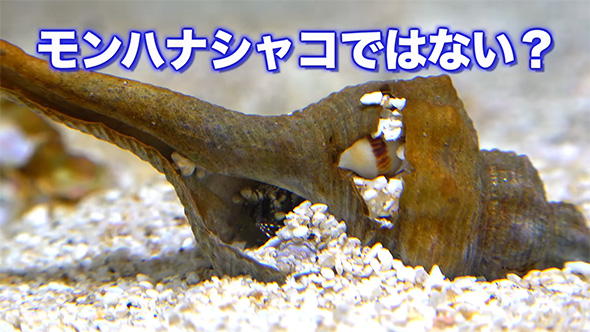 モンハナシャコではない？