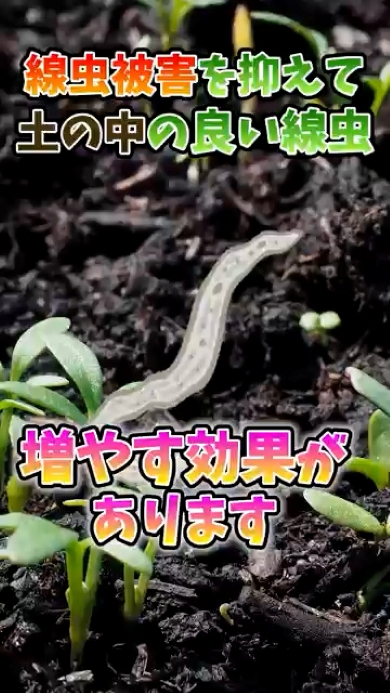 効果2防虫