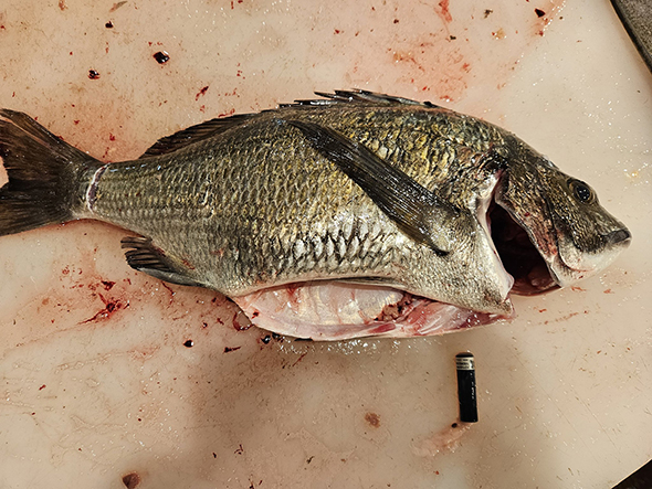 クロダイの中から出てきたもの