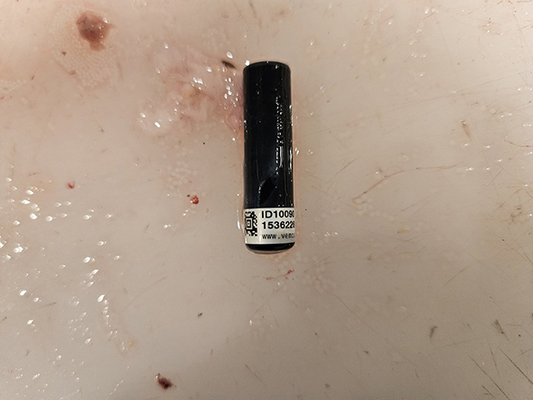 クロダイの中から出てきたもの