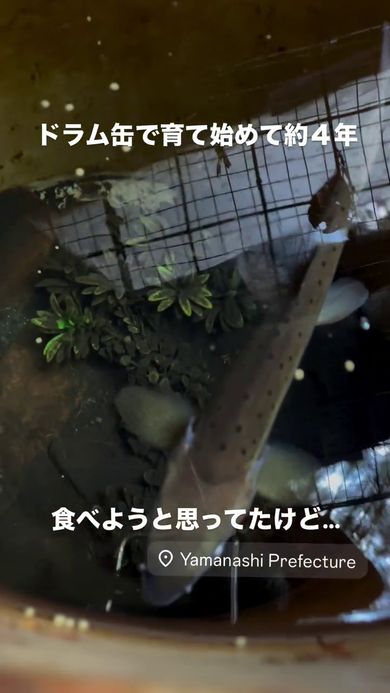 ドラム缶で飼っているヤマメ