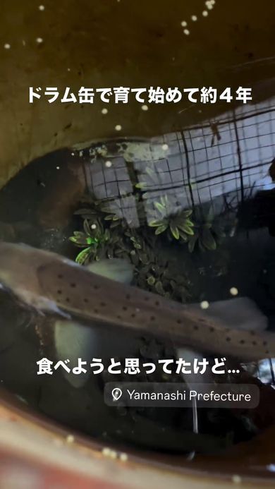 ドラム缶内を泳ぐヤマメ