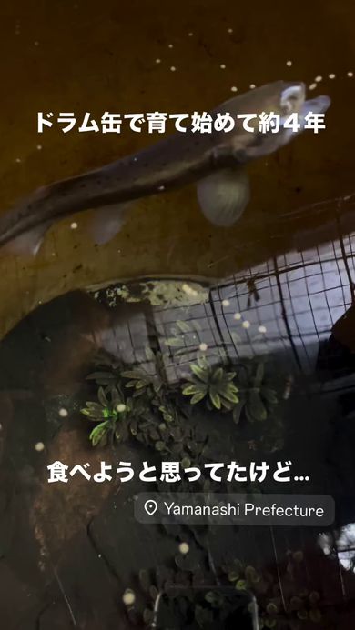 水面を漂う餌に食いつくヤマメ