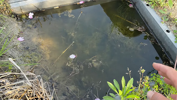 ビオトープを指さす