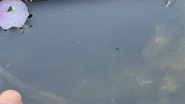 水面にアメンボ