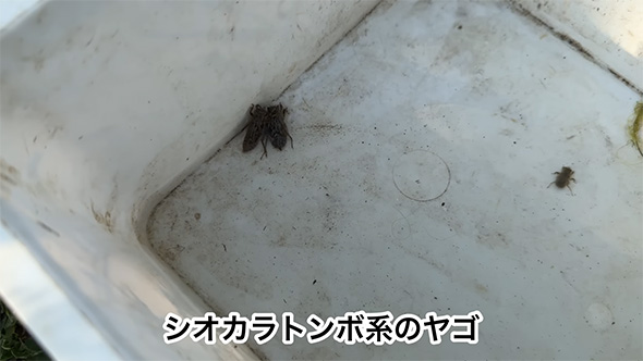 シオカラトンボ系のヤゴ