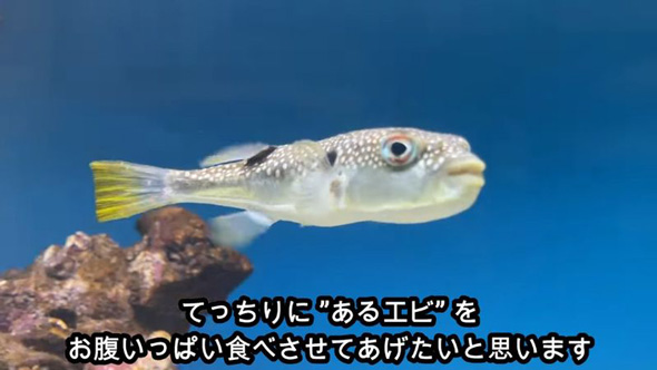 おすすめ前回