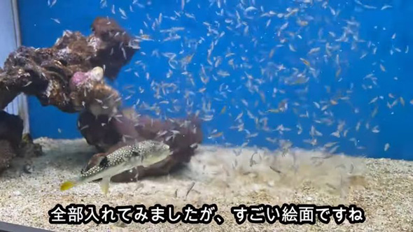 釣り人が捨てた フグ 保護 ありえない量 エビ 与えたら エサ