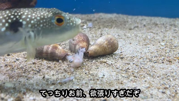 釣り人が捨てた フグ 保護 ありえない量 エビ 与えたら エサ