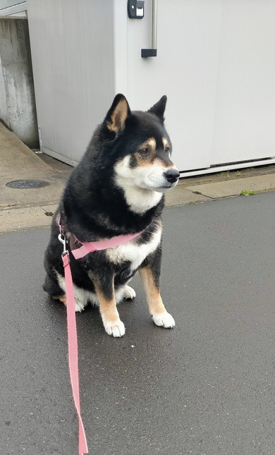 座っている黒柴ワンコ