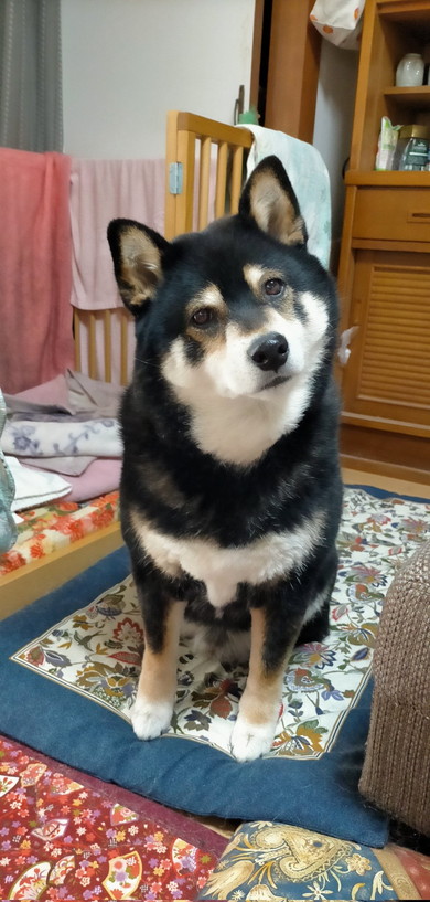 座っている黒柴ワンコ