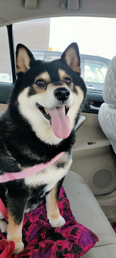 笑顔の黒柴ワンコ