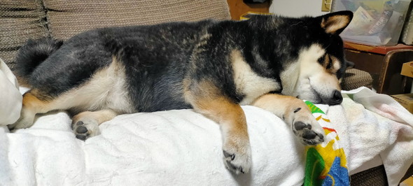 横になっている黒柴ワンコ