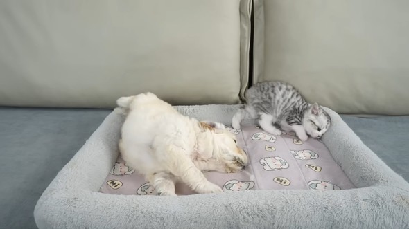 ベッド上の子犬と子猫