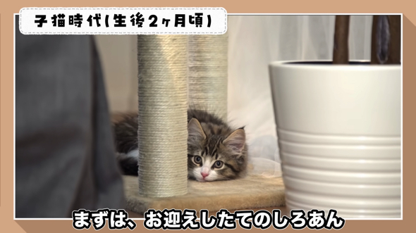 プロの常時ドライアイ高年(猫年)＠白頭様 プラクルアン おまとめ割引 白玉ママとあまふわ兄妹 生後47日目 まだパヤパヤしちゃうことも