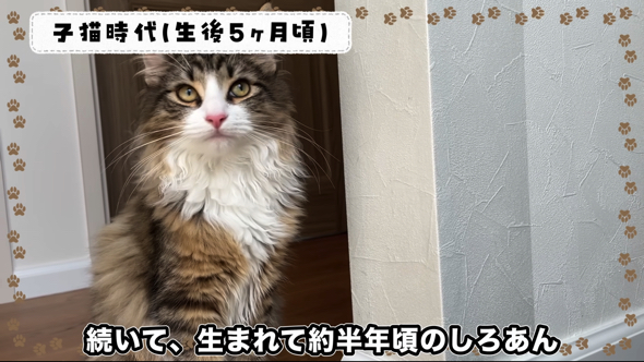 プロの常時ドライアイ高年(猫年)＠白頭様 プラクルアン おまとめ割引 金暁俊ブリーダーのブログ｜爆毛タイプの女の子生後110日(24.7