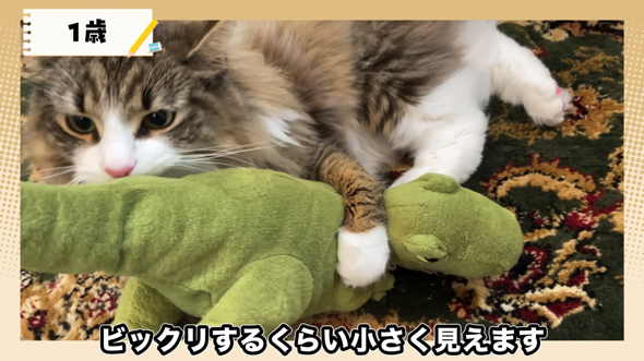 1歳でだいぶ大きくなったしろあんちゃん