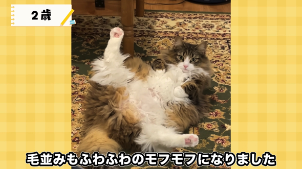 2歳ごろにはふもふな巨大猫に成長