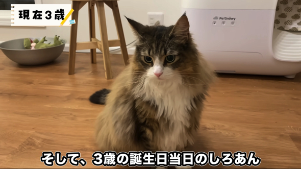 3歳の誕生日を迎えたしろあんちゃん