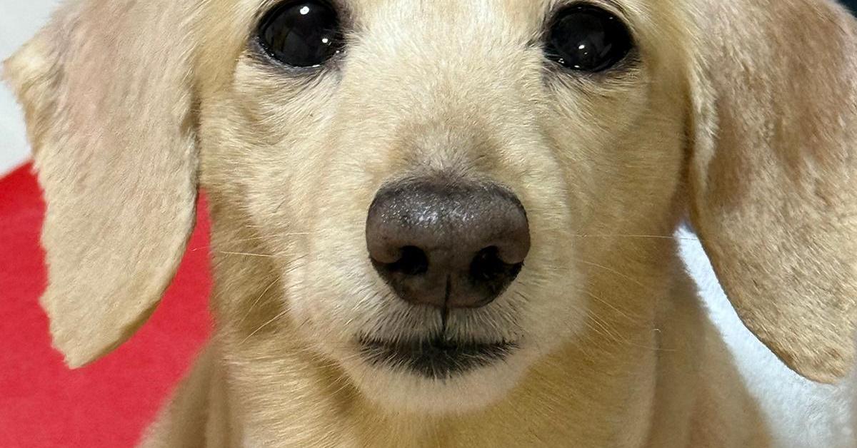 夏に向けてトリミングしたワンコ、飼い主が迎えに行ったら……　注文ミスが生んだ“予想外の姿”が180万表示　「もっと見たい」「じわじわくる」（1/2） | 犬 ねとらぼ