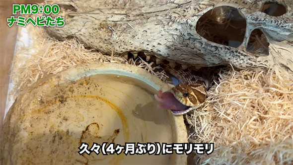 久々にモリモリ