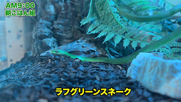 ラフグリーンスネーク