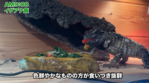 イグアナ食事シーン