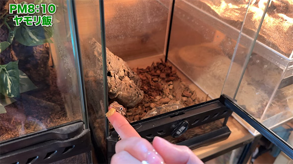 ガーゴイルゲッコー