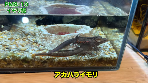 アカハライモリ