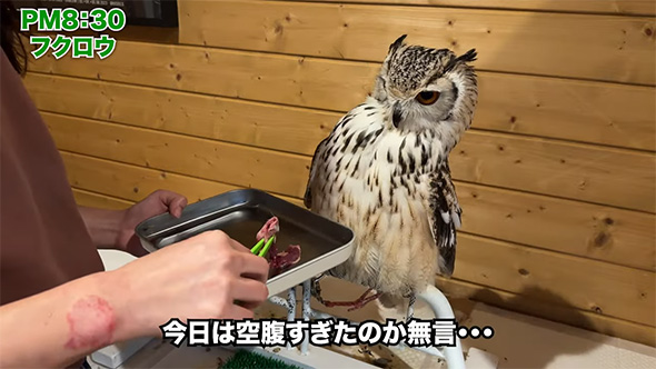 ベンガルワシミミズク