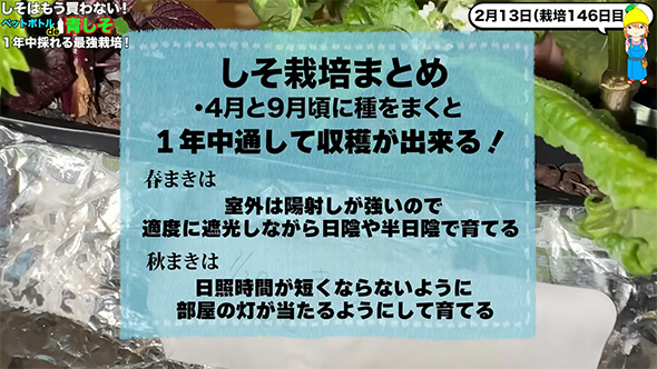 しそ栽培まとめ