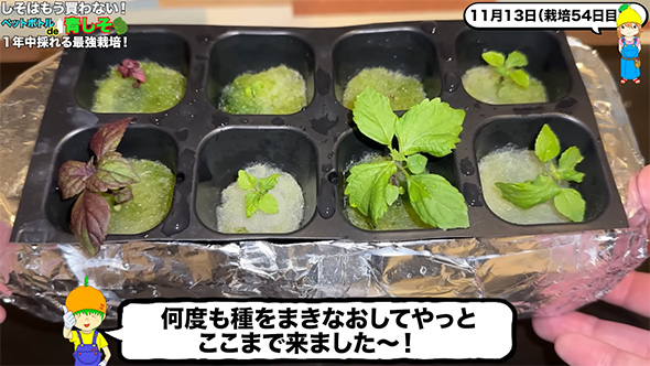 何度も種をまきなおして