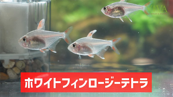 ホワイトフィンロージーテトラ