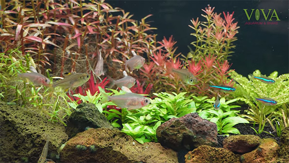 水槽で泳ぐホワイトフィンロージーテトラ