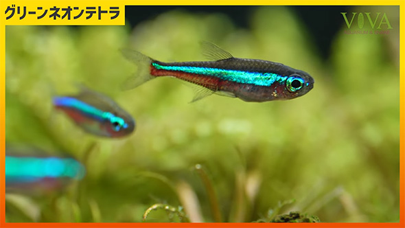 グリーンネオンテトラ