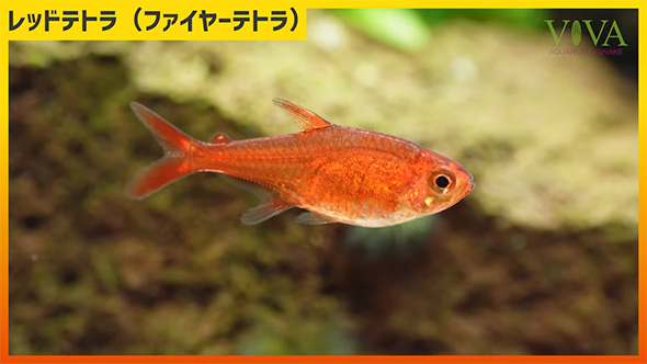 レッドテトラ