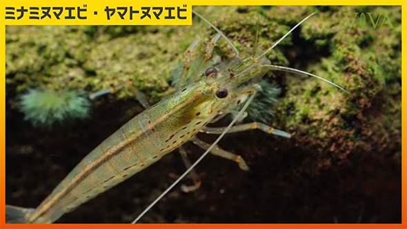 ミナミヌマエビヤマトヌマエビ岩にくっつく