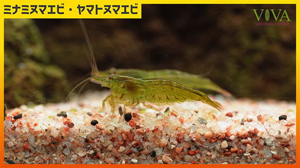 ミナミヌマエビヤマトヌマエビ砂の上