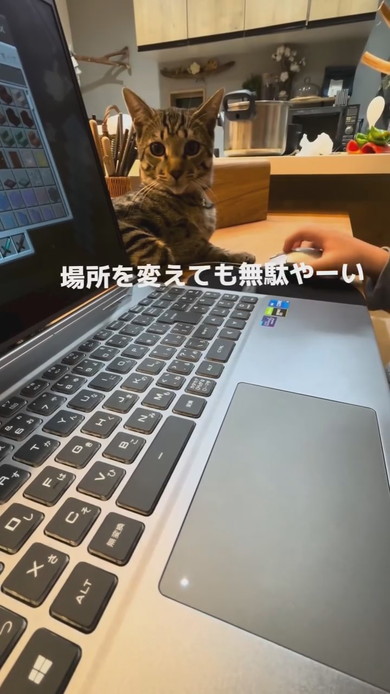 ノートパソコンの上に乗る猫ちゃん