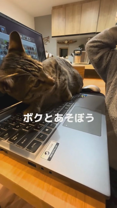 ノートパソコンの上に乗る猫ちゃん